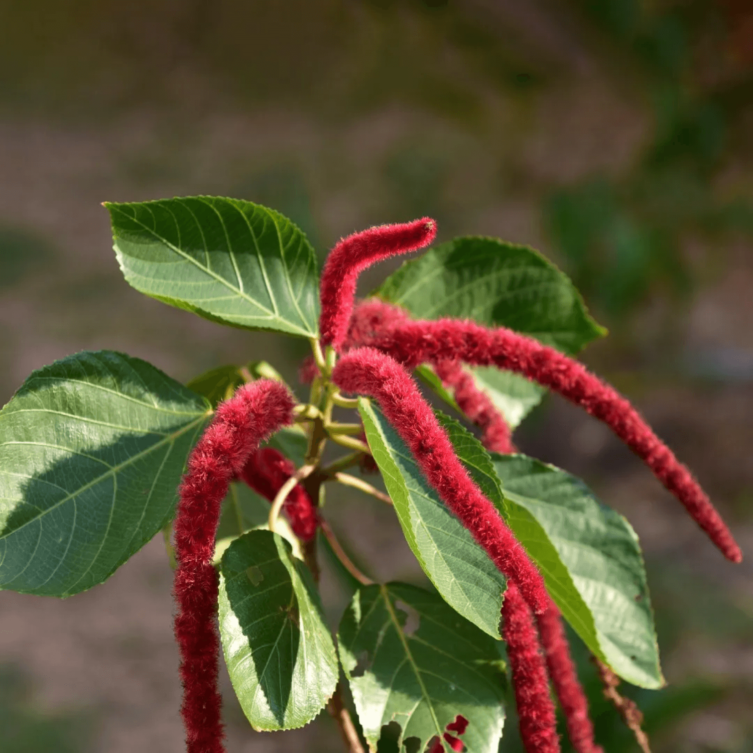 Acalypha Seeds - All In One For Home Gardens