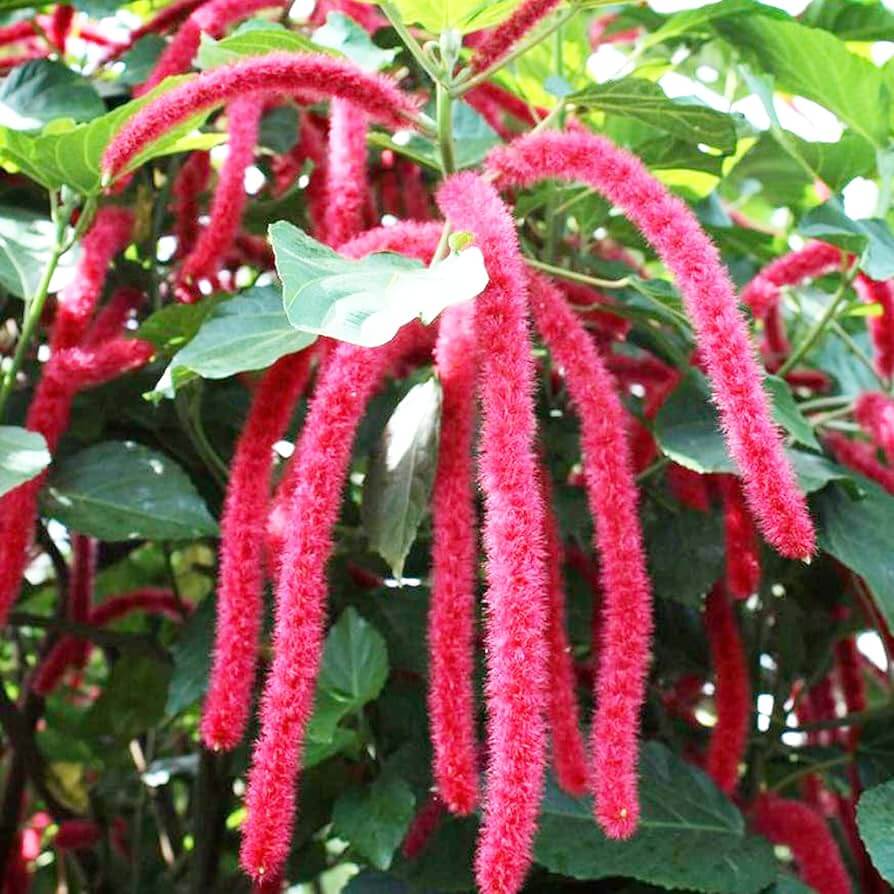 Acalypha Seeds - All In One For Home Gardens