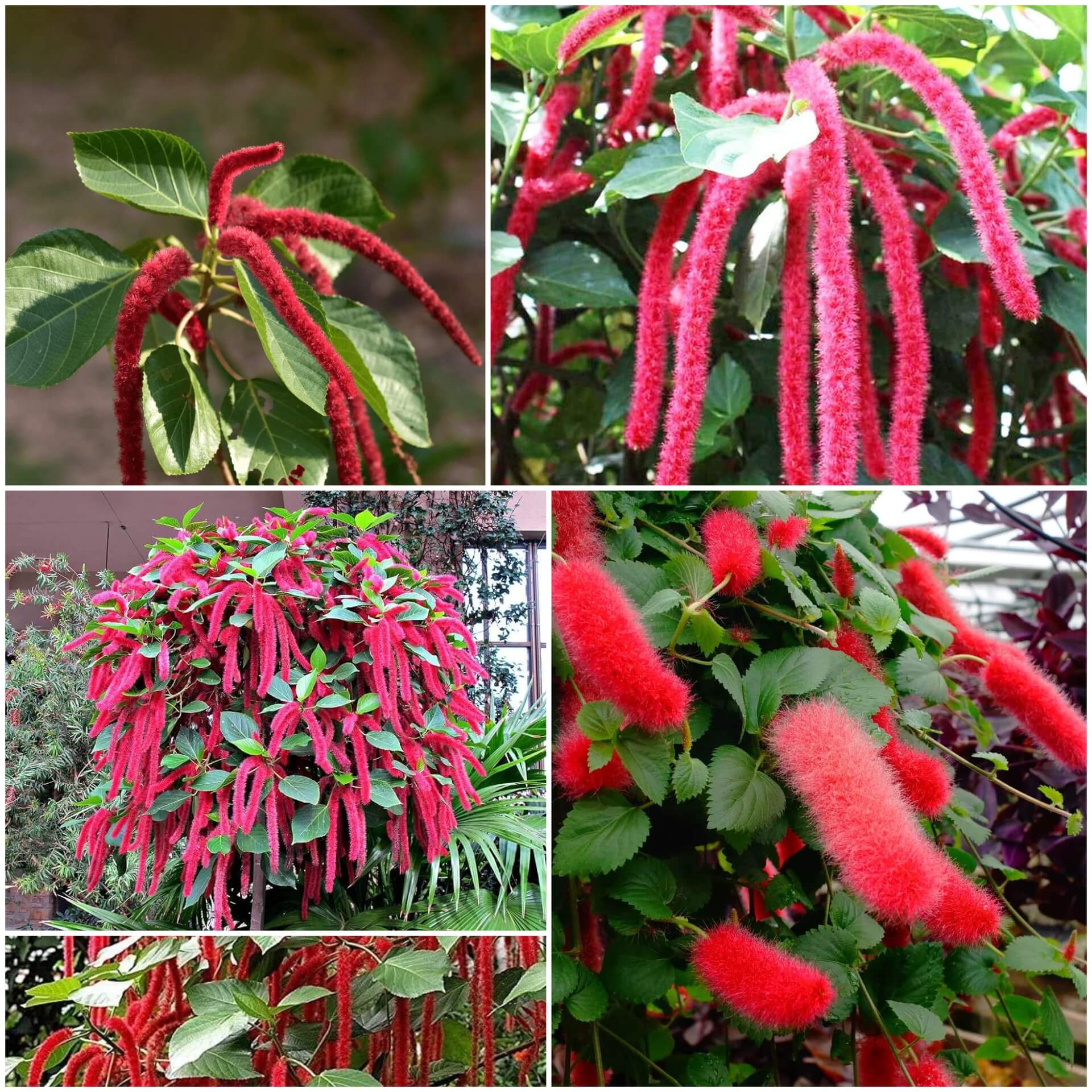Acalypha Seeds - All In One For Home Gardens