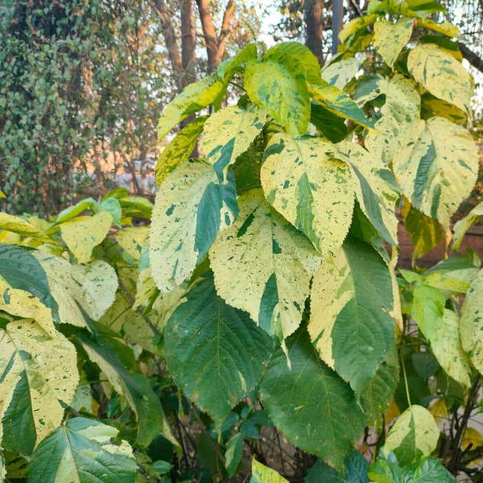 Acalypha Seeds 