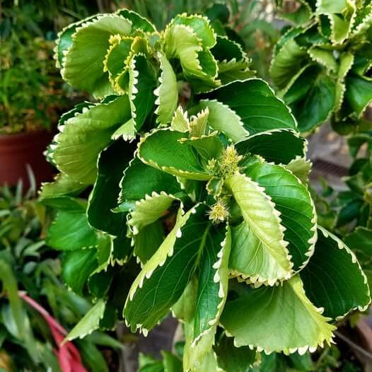 Acalypha Seeds 
