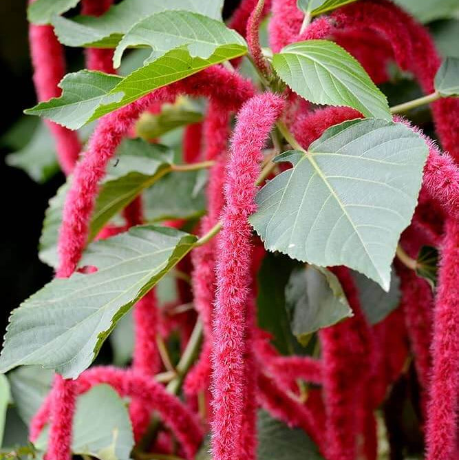 Acalypha Seeds – Chenille Kitten Tail
