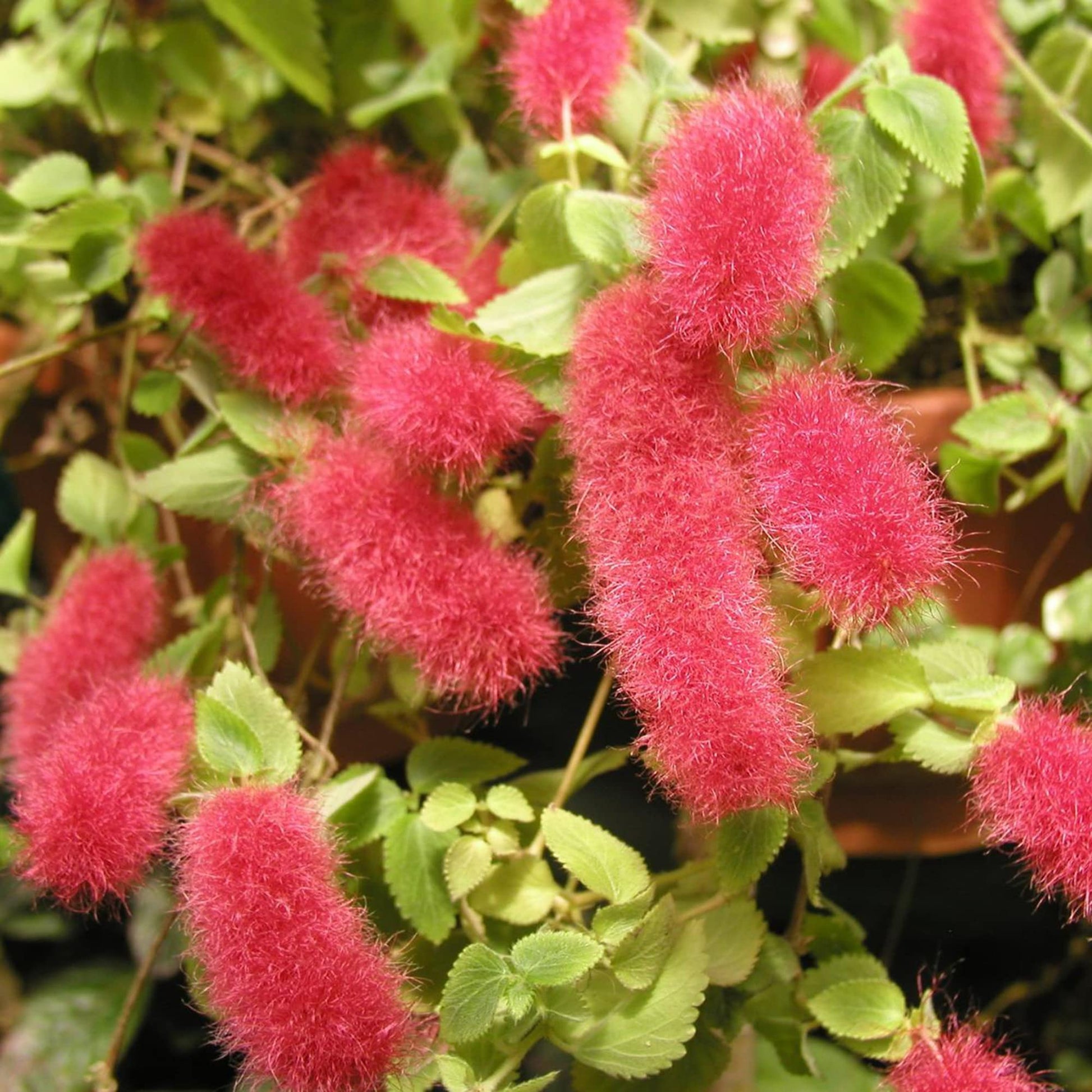 Acalypha Seeds – Dwarf Chenille (Pendula)
