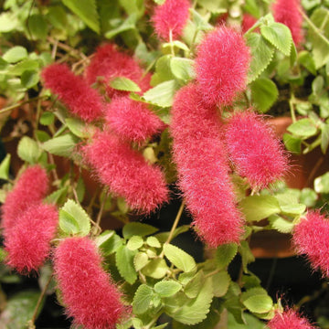 Acalypha Seeds – Dwarf Chenille (Pendula)