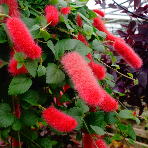 Acalypha Seeds – Dwarf Chenille (Pendula)