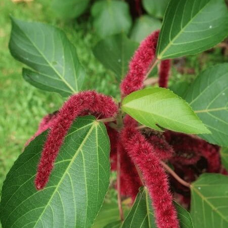 Acalypha Seeds – Garden
