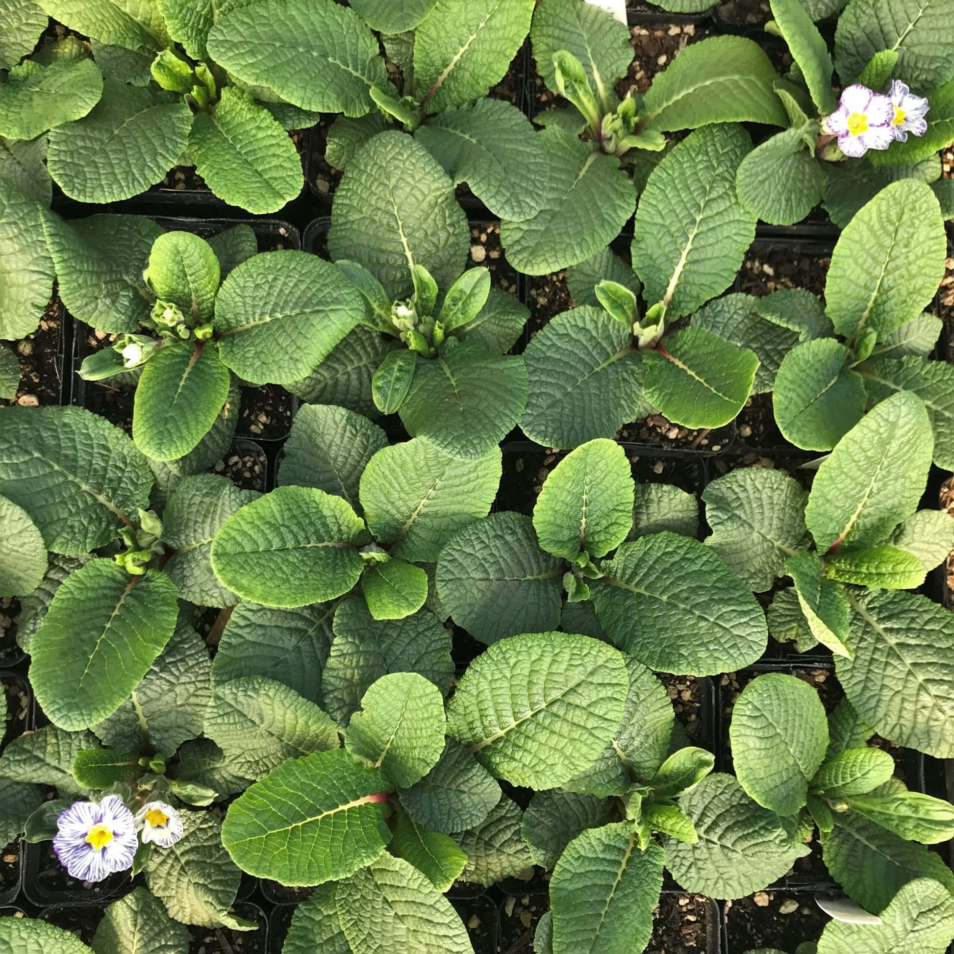Acaulis Light Blue Primula Seeds 