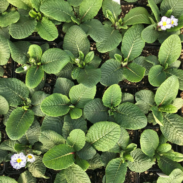 Acaulis Light Blue Primula Seeds 