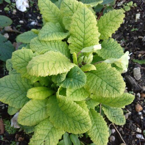 Acaulis Light Blue Primula Seeds 