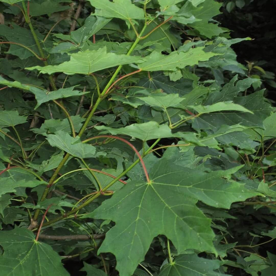 Acer saccharum Sugar Maple Seeds