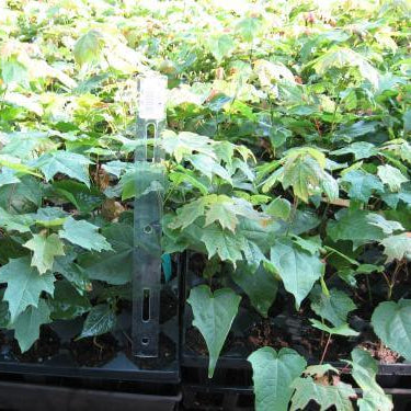 Acer saccharum Sugar Maple Seeds