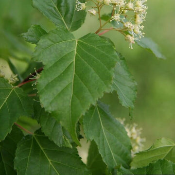 Acer tataricum Tatarian Maple
