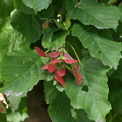 Acer tataricum Tatarian Maple