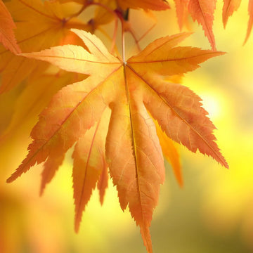 Sugar Maple Seeds – Acer saccharum