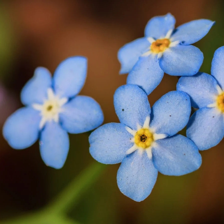 Achillea Seeds - Lachmann’s Blue
