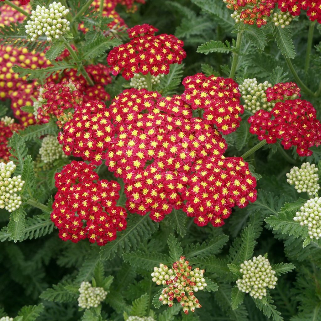 Achillea Seeds - Strawberry Seduction Vibrant Pink-Red Perennial
