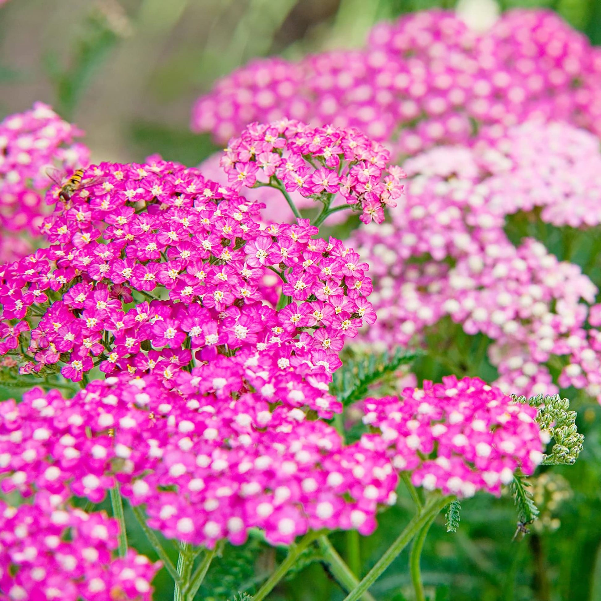 Achillea Seeds - Cerise Queen Yarrow
