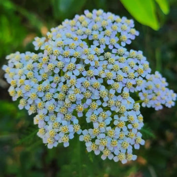Achillea Seeds - Lachmann’s Blue
