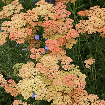 Achillea Seeds - Salmon Beauty
