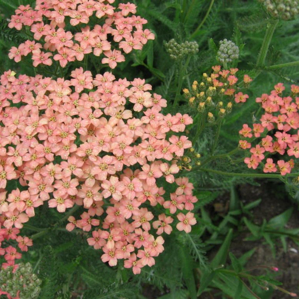Achillea Seeds - Salmon Beauty

