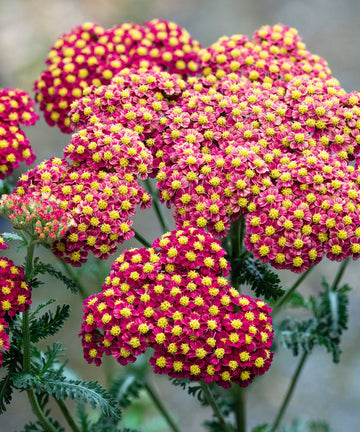 Achillea Seeds - Strawberry Seduction Vibrant Pink-Red Perennial
