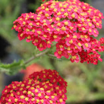 Achillea Seeds - Yellow-Red Perennial
