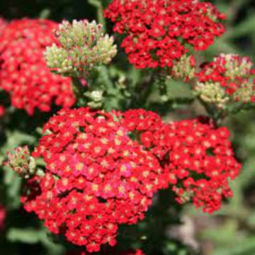 Achillea Seeds - Yellow-Red Perennial
