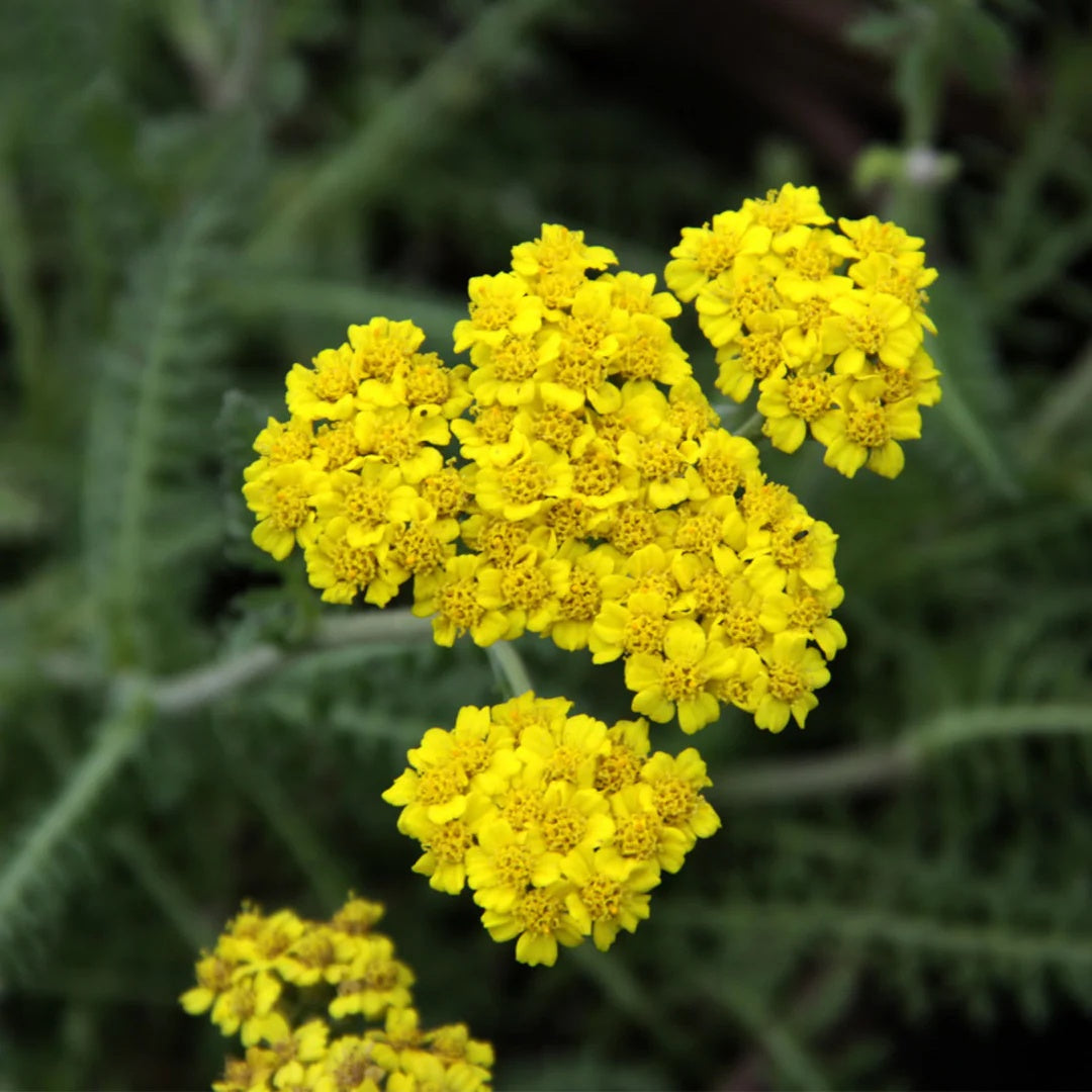 Achillea Seeds –Compact Yellow Perennial
