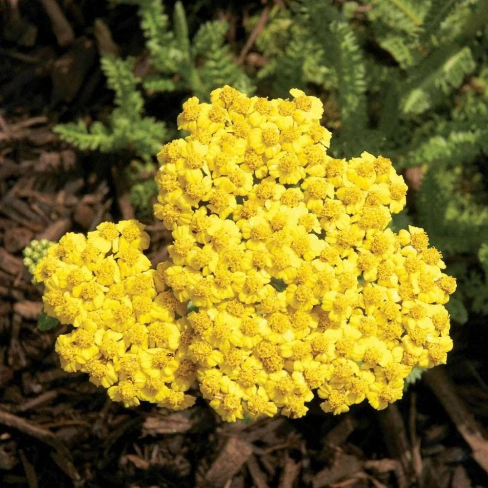 Achillea Seeds –Compact Yellow Perennial
