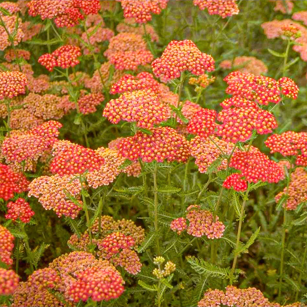 Achillea Seeds – Deep Red Perennial
