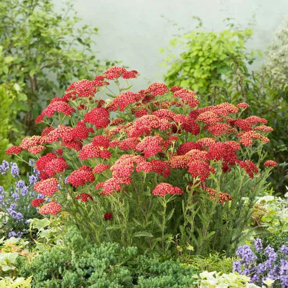 Achillea Seeds – Deep Red Perennial

