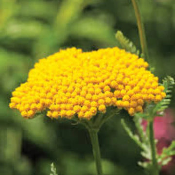 Achillea Seeds – Great Lakes Yellow

