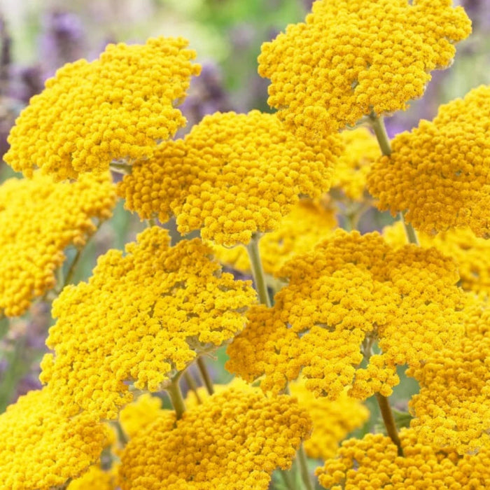 Achillea Seeds – Great Lakes Yellow

