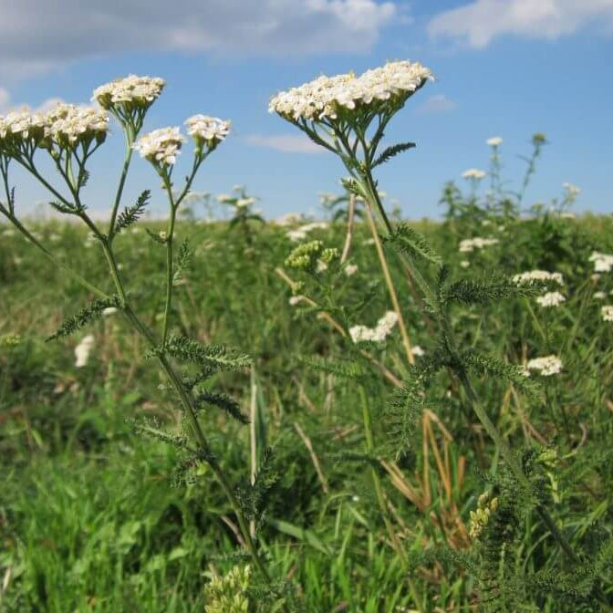 Achillea Millefolium Yarrow Seeds 