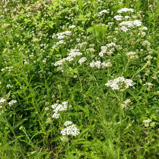 Achillea Millefolium Yarrow Seeds 
