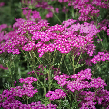 Achillea Seeds – Pink Beauty
