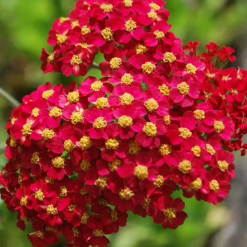 Achillea Seeds – Red Beauty

