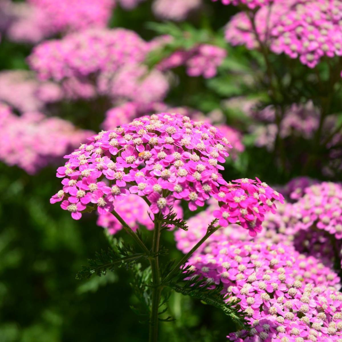 Achillea Seeds - Cerise Queen Yarrow
