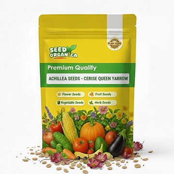 Achillea Seeds - Cerise Queen Yarrow