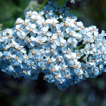 Achillea Seeds - Lachmann’s Blue
