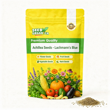 Achillea Seeds - Lachmann’s Blue