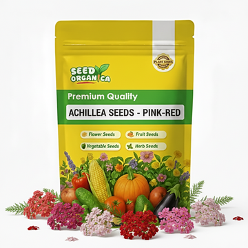 Achillea Seeds - Pink-Red