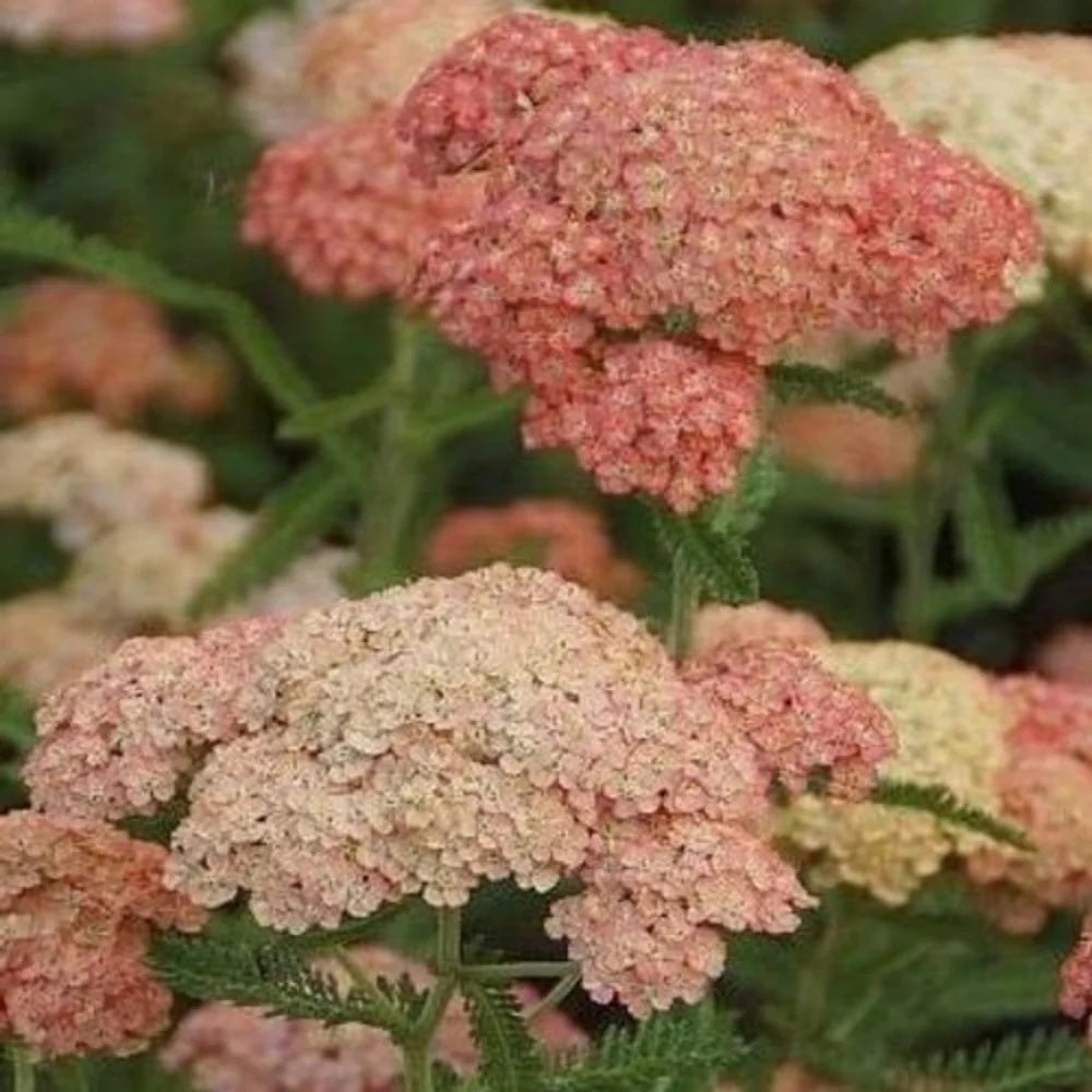 Achillea Seeds - Salmon Beauty
