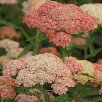 Achillea Seeds - Salmon Beauty
