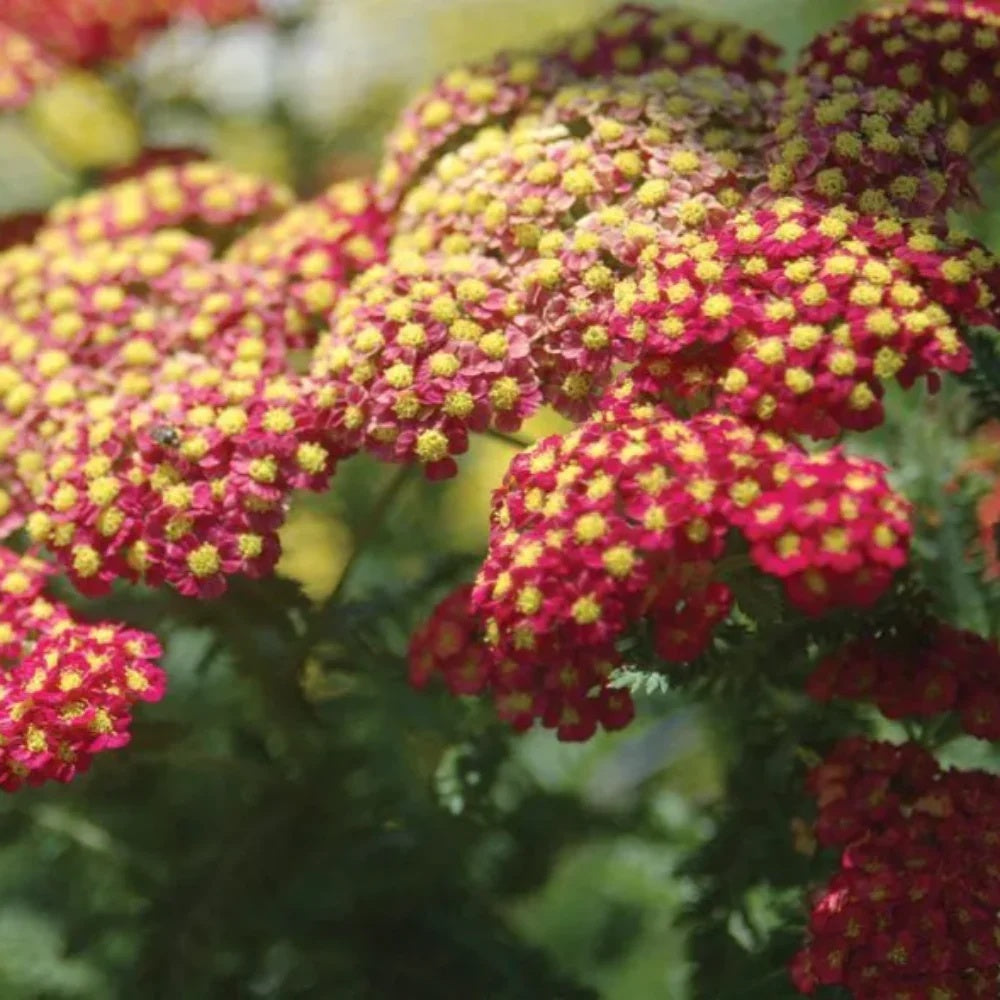 Achillea Seeds - Strawberry Seduction Vibrant Pink-Red Perennial
