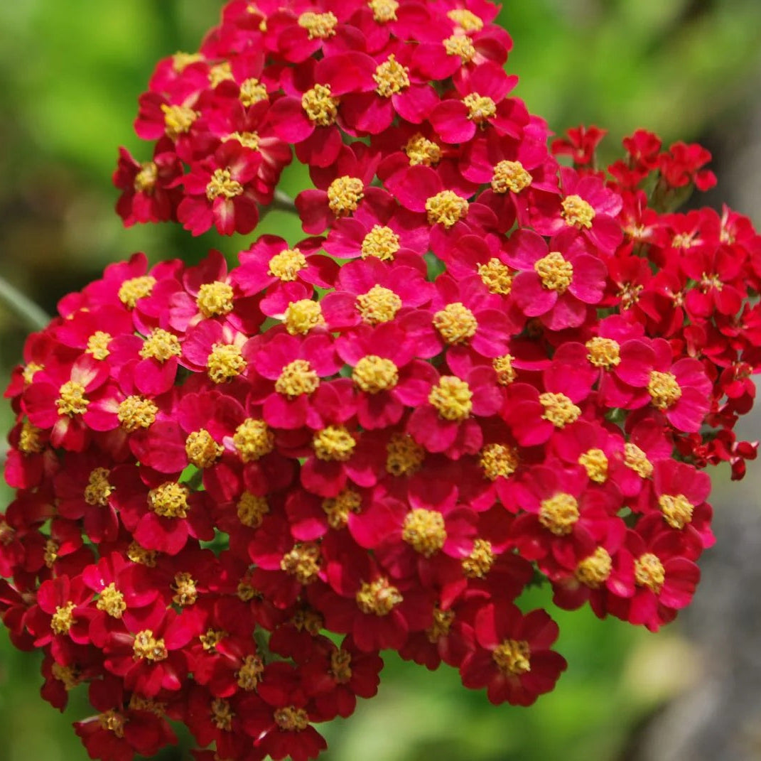 Achillea Seeds - Yellow-Red Perennial
