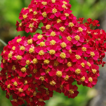 Achillea Seeds - Yellow-Red Perennial

