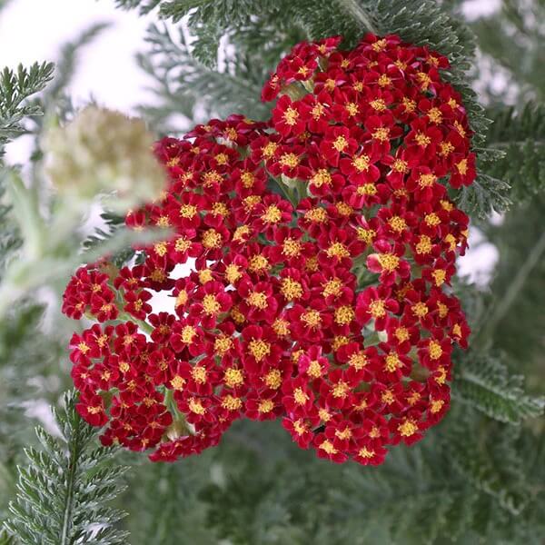 Achillea Seeds – Firefly Bright Yellow and Red Perennial
