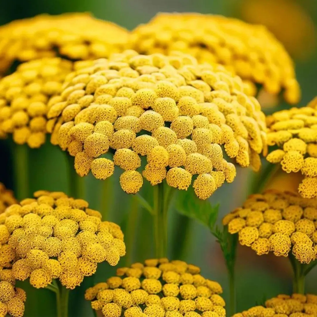 Achillea Seeds – Great Lakes Yellow
