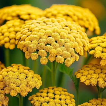Achillea Seeds – Great Lakes Yellow
